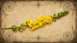agrimonia significato e proprietà magiche ed esoteriche